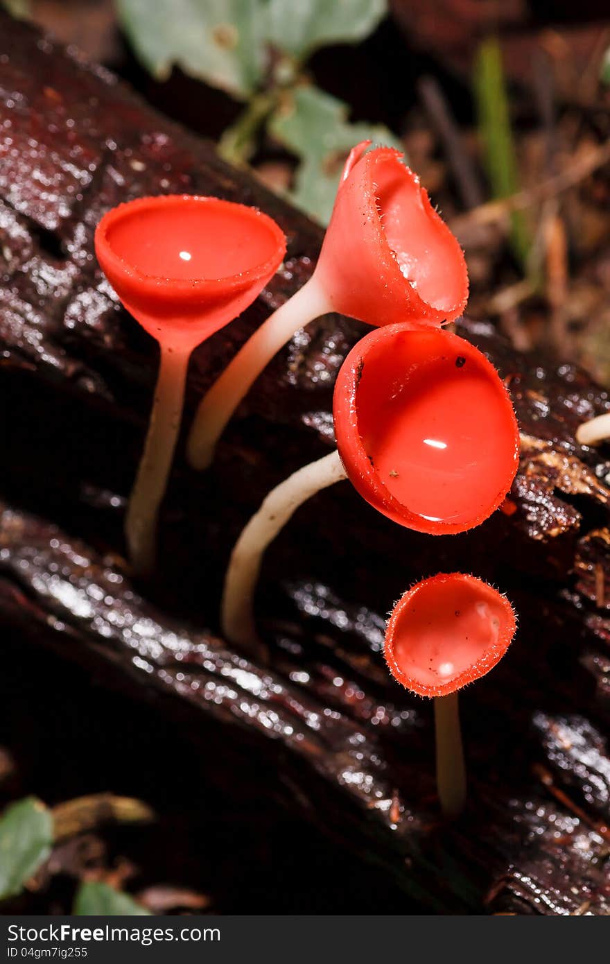 Orange mushroom or Champagne mushroom in rain forest, Thailand.