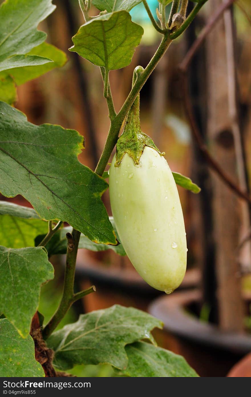 Fully grown and fresh green brinjal on an eggplant