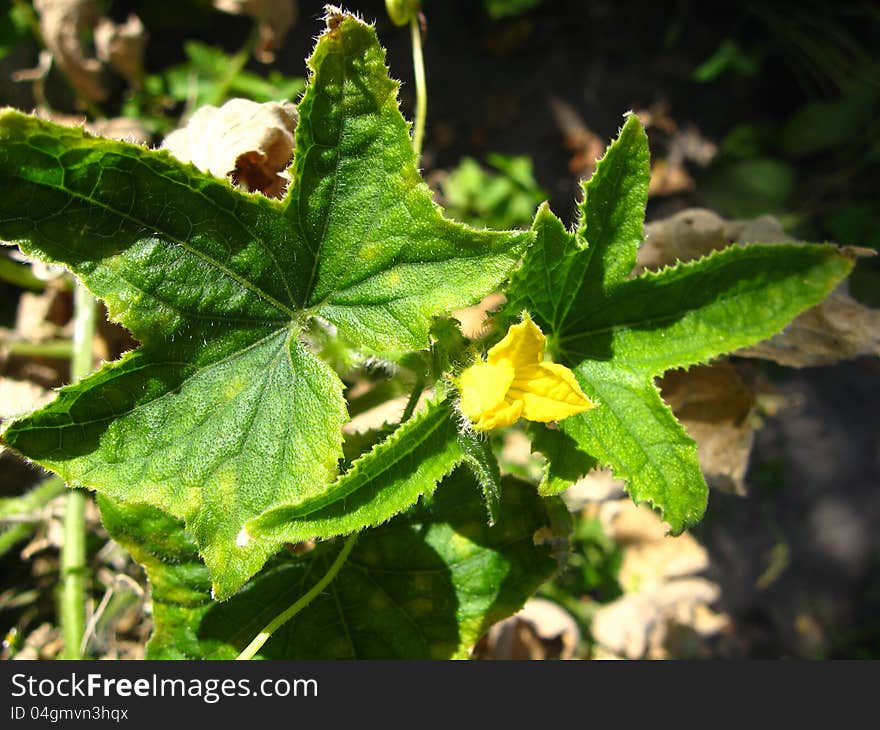 Flower Of A Cucumber With Leaves