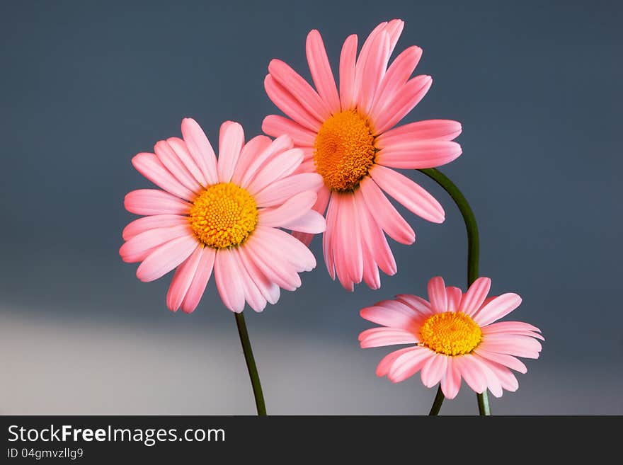 Macro shot of wild camomile on a blue sky background