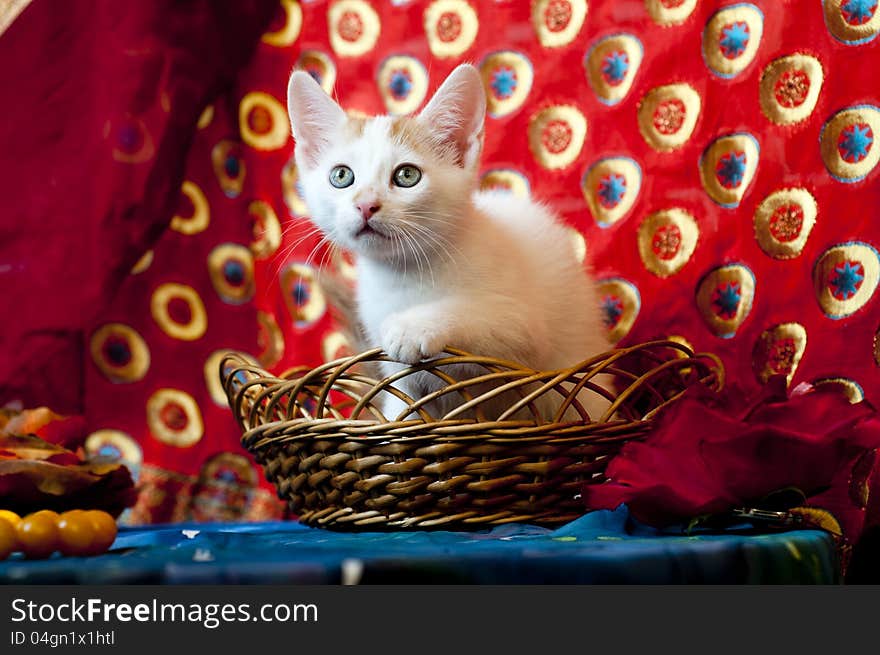 Kitty In A Basket