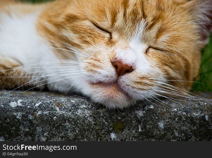 A red cat that sleeps calm and relaxed. A red cat that sleeps calm and relaxed