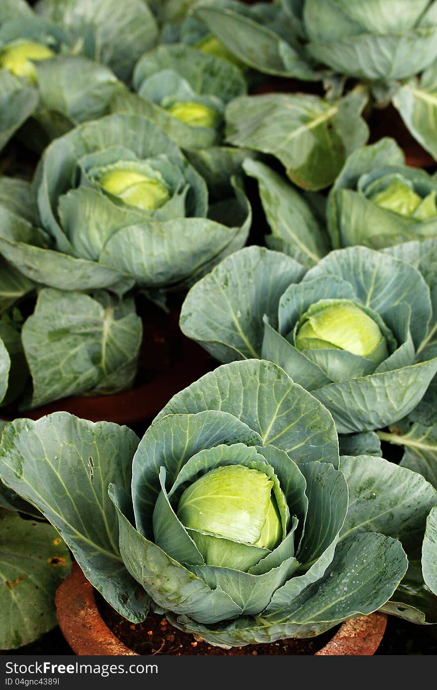 Fully ripe homegrown organic cabbages in pots ready for harvest