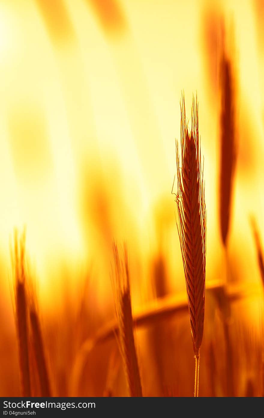 Close up of young wheat ears. Close up of young wheat ears