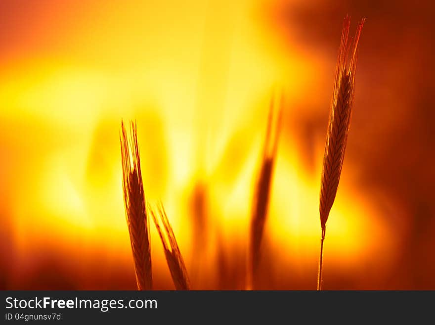 Close up of young wheat ears. Close up of young wheat ears