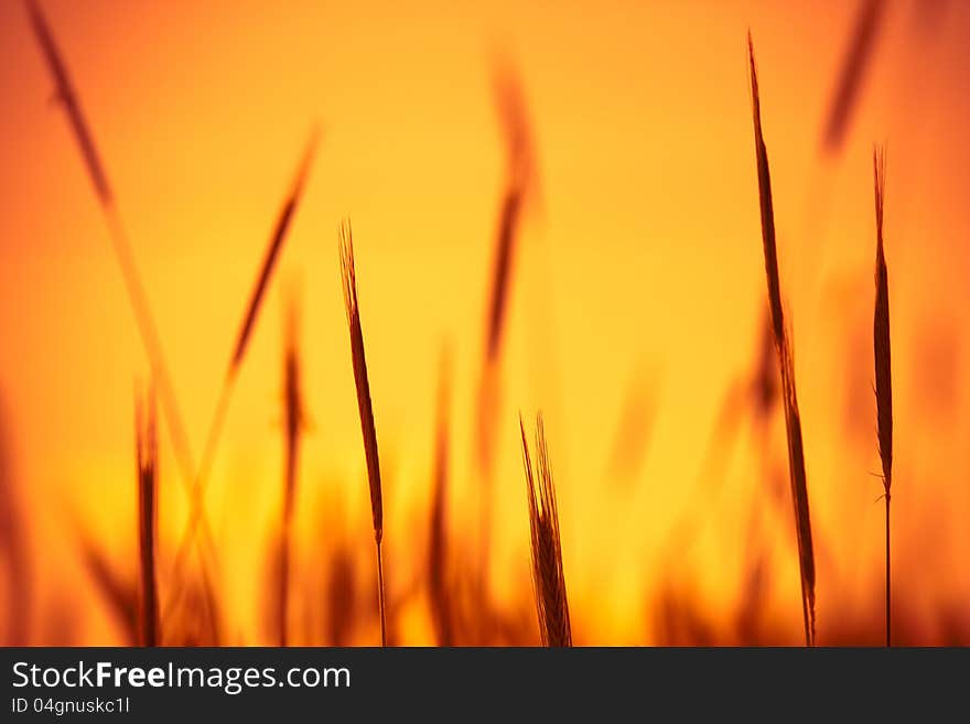 Close up of young wheat ears. Close up of young wheat ears