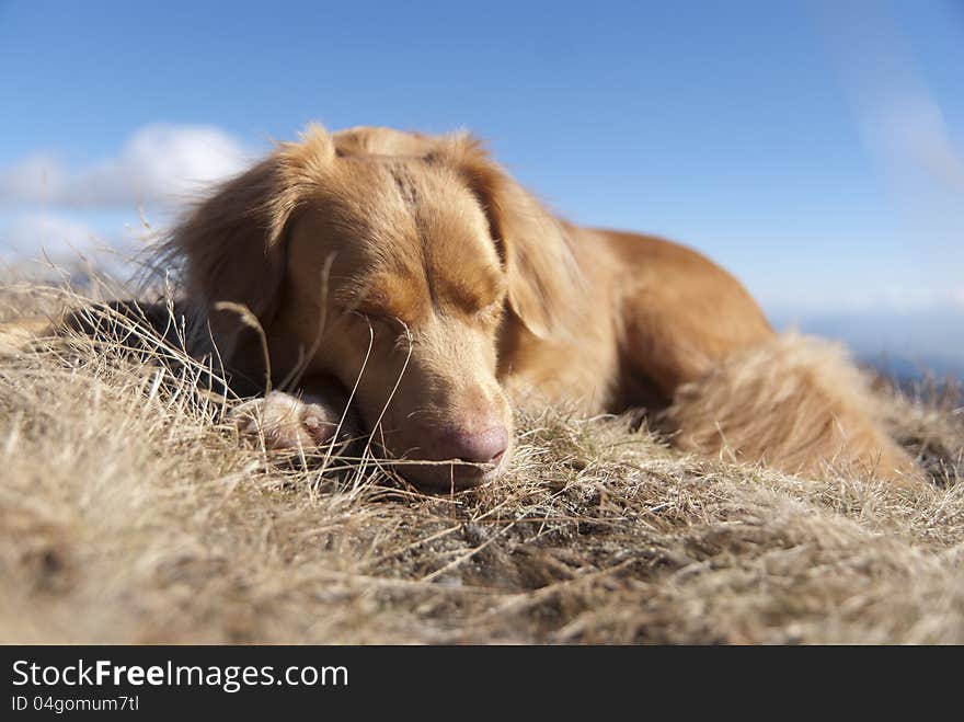 Sleeping NOVA SCOTIA RETRIEVER