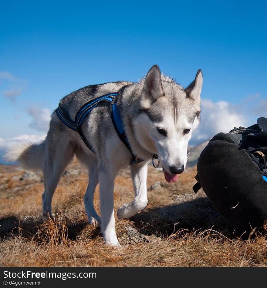 Siberian husky on the mountains