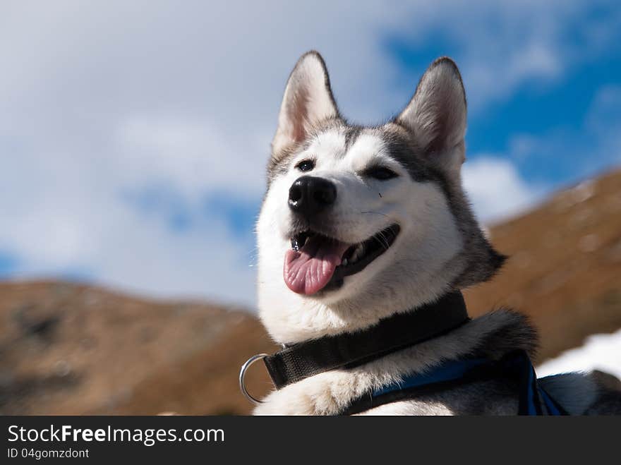 Laughing of the siberian husky dog. Laughing of the siberian husky dog