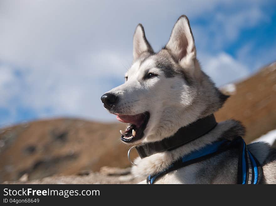 Be yawning of the siberian husky dog. Be yawning of the siberian husky dog