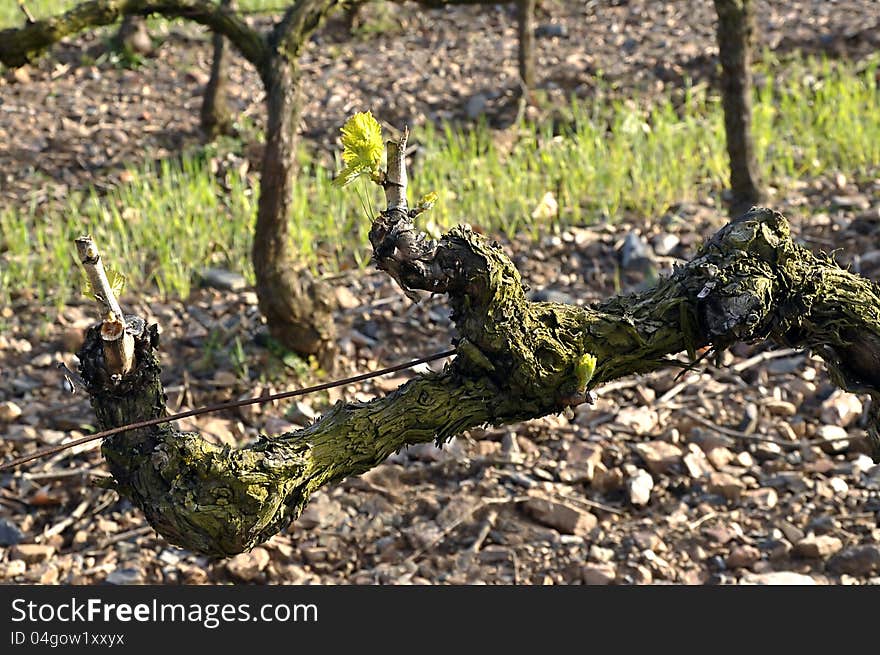 Grapevine with fresh green sprigs and leafs in the foreground. Grapevine with fresh green sprigs and leafs in the foreground.