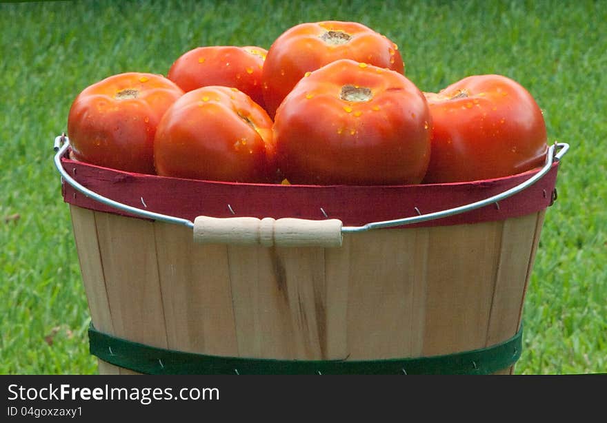 Red ripe summer tomatoes with moring dew in bushel basket. Red ripe summer tomatoes with moring dew in bushel basket.