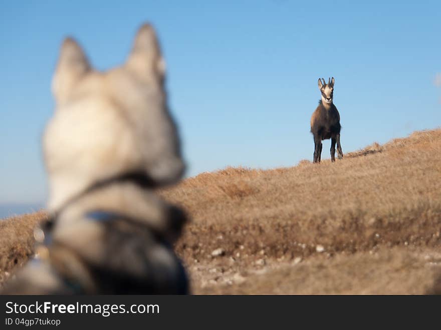 Siberian husky dog and the chamois. Chance meeting. Siberian husky dog and the chamois. Chance meeting