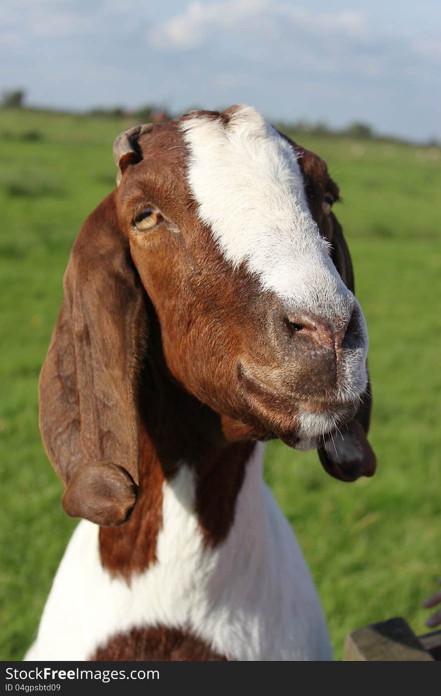 Smiling goat in big farm