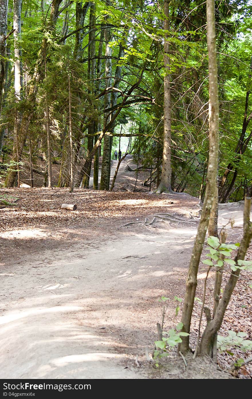 Pathway in National Park.