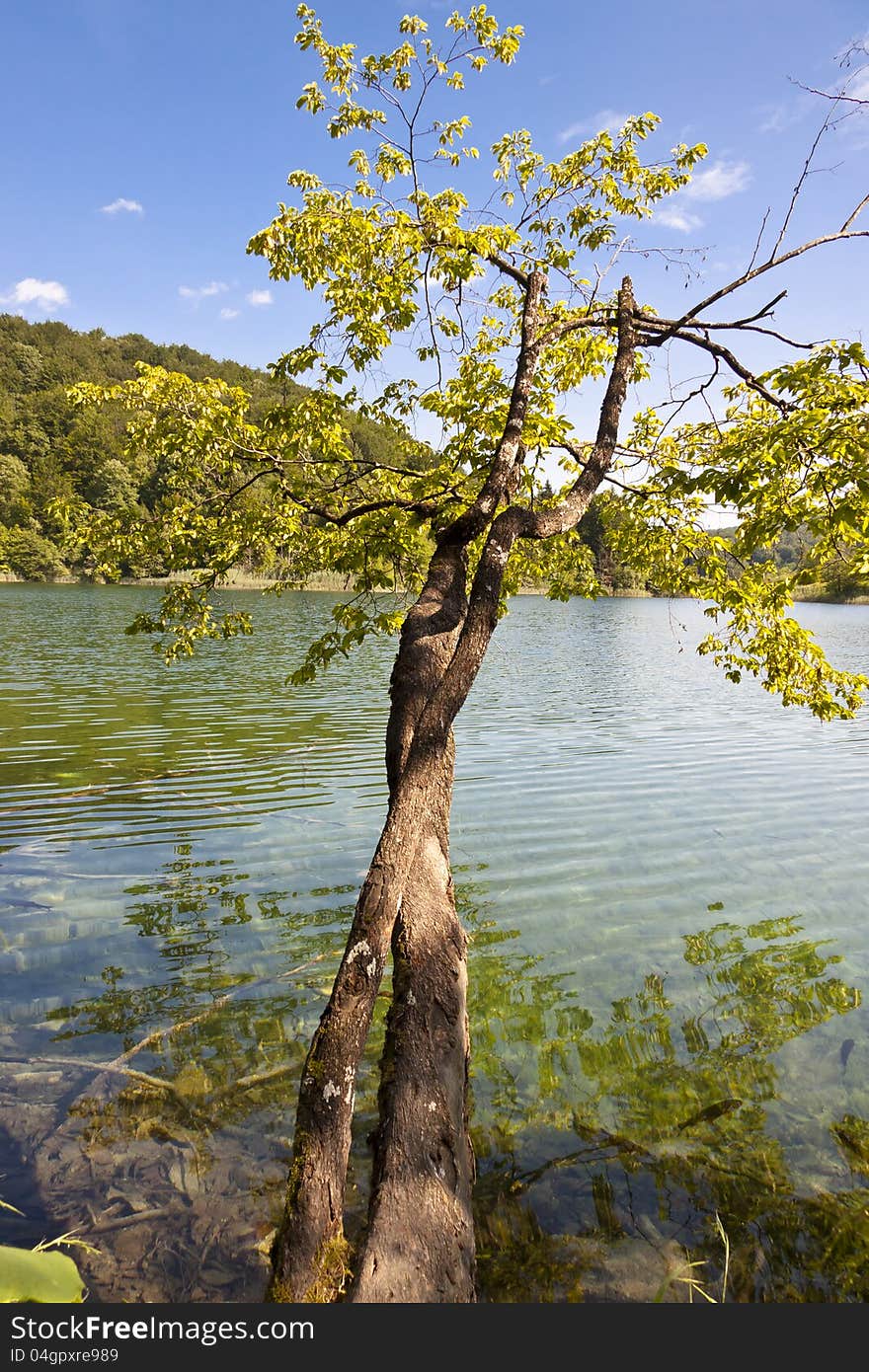 Clean water - Plitvice lakes, National UNESCO park