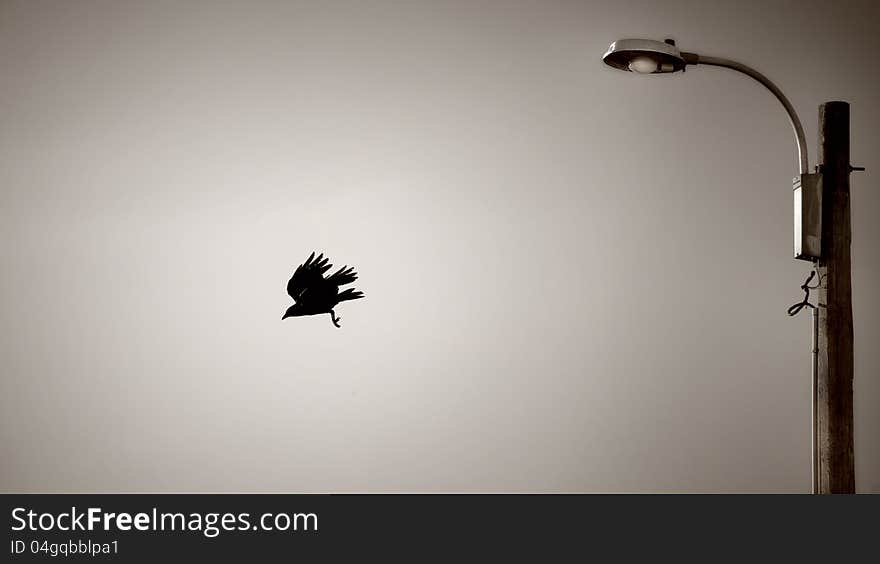 A crow flying away from his perch on the light pole. A crow flying away from his perch on the light pole.