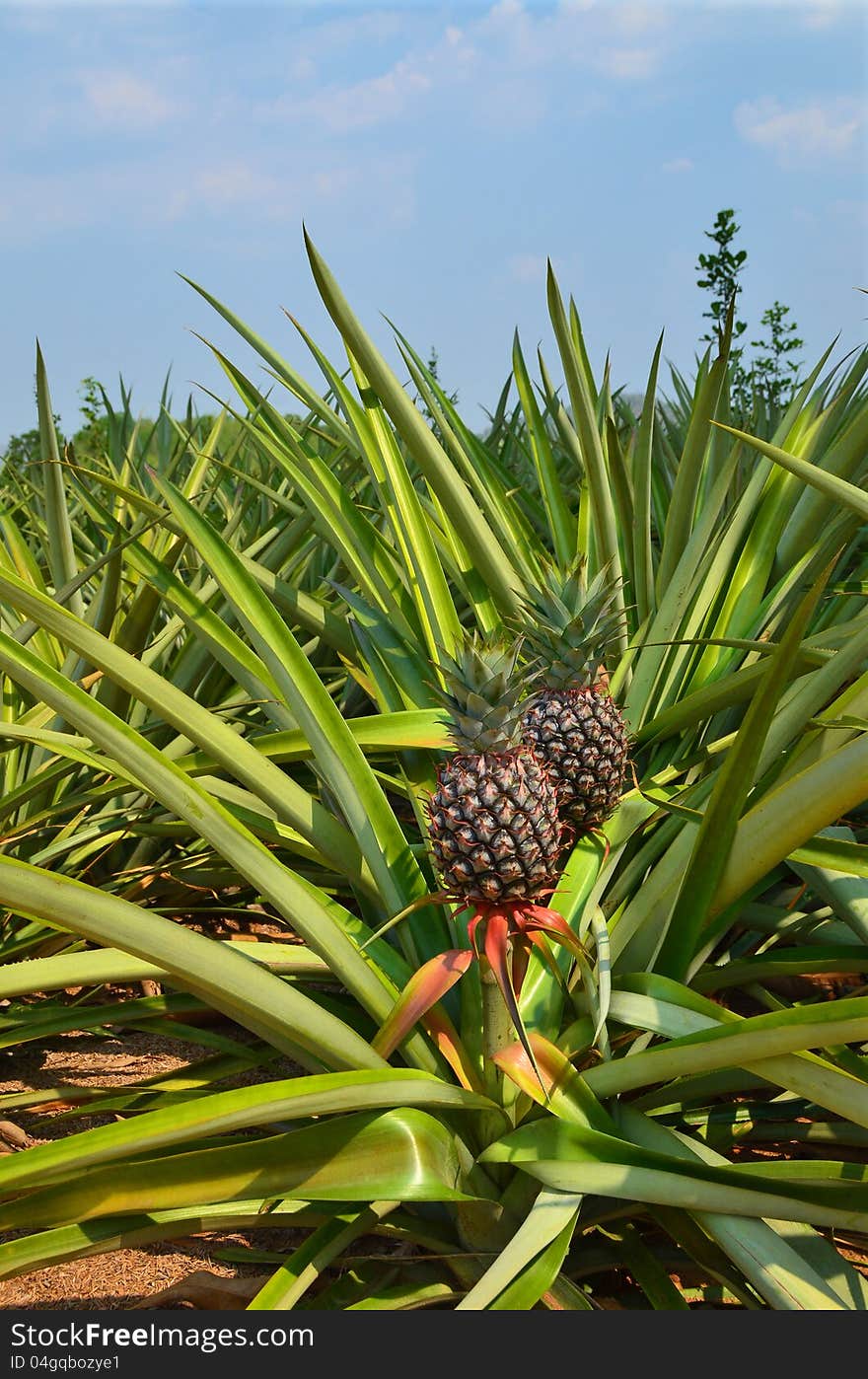 Fresh Pineapple in farm , Tropical fruits