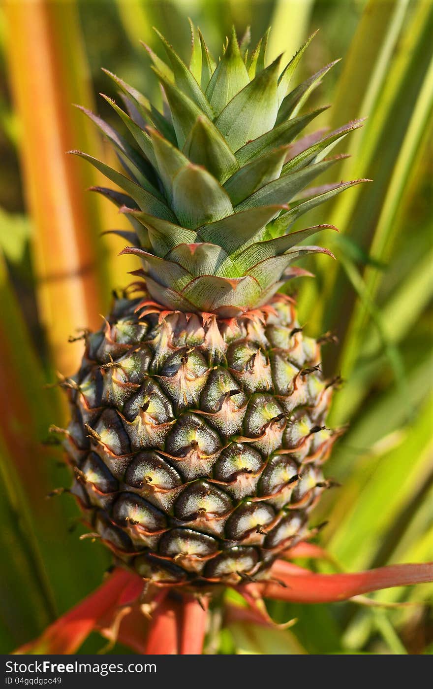 Fresh Pineapple in farm , Tropical fruits