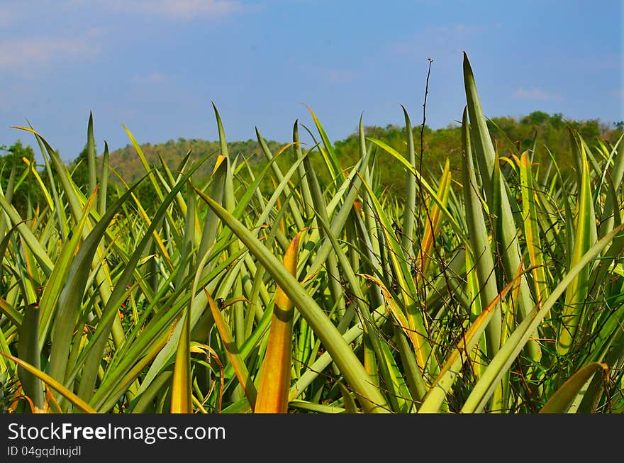 Pineapple farm , close up view