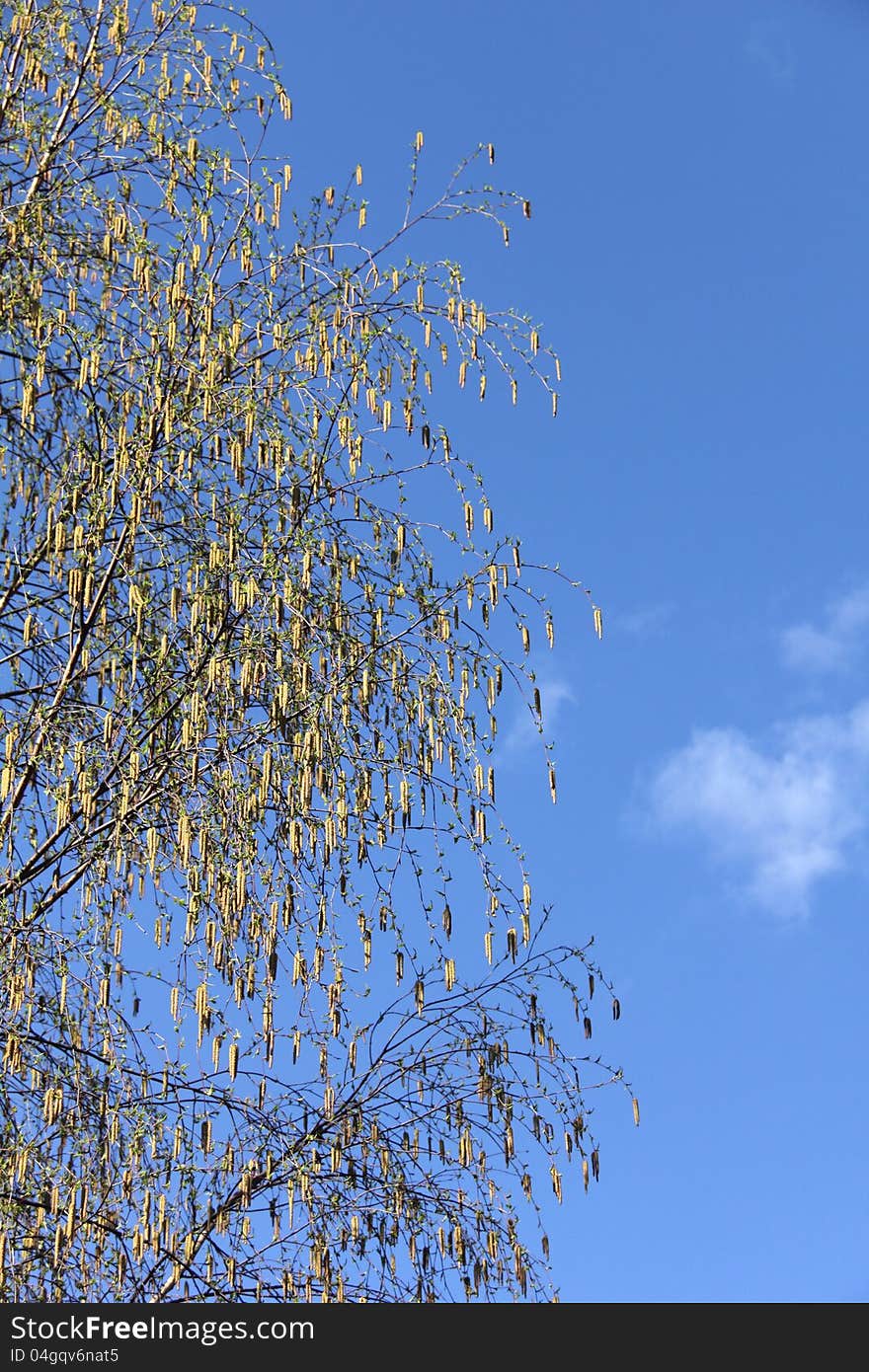 Birch flowers hanging from the branches of the birch against the blue sky. Birch flowers hanging from the branches of the birch against the blue sky.