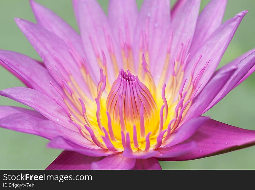 Closed up Water lily Lotus flower