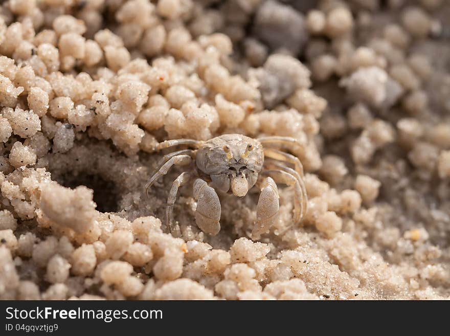 Crab wind on the beach