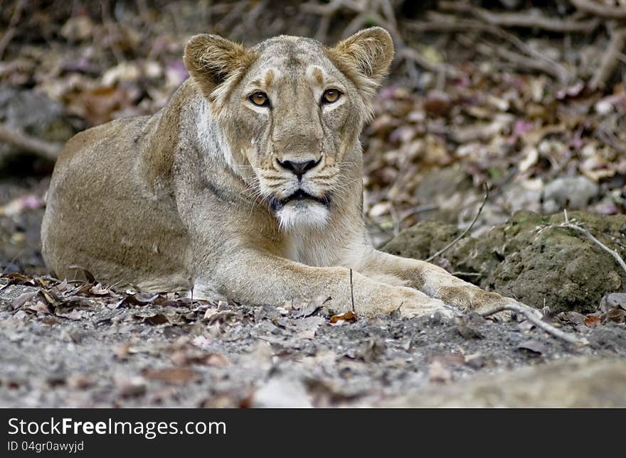 Asiatic lioness