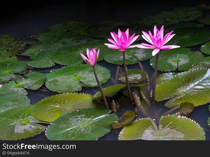 Pink lotus flower above a lotus leaf.