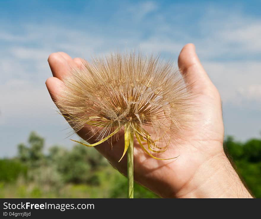 Dandelion on a masculine palm