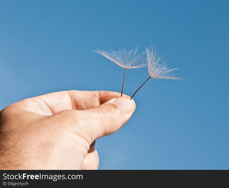 Umbrellas Of Dandelion In A Masculine Hand