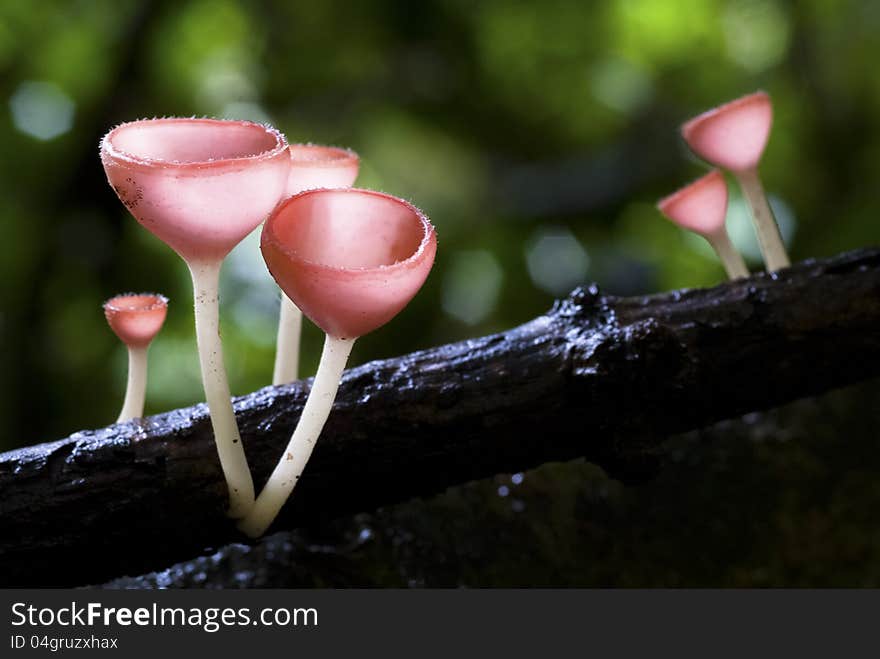 A group of red cup-like shaped mushrooms growing out of the timber (Cookeina suleipes (Berk.) Saee.). A group of red cup-like shaped mushrooms growing out of the timber (Cookeina suleipes (Berk.) Saee.)