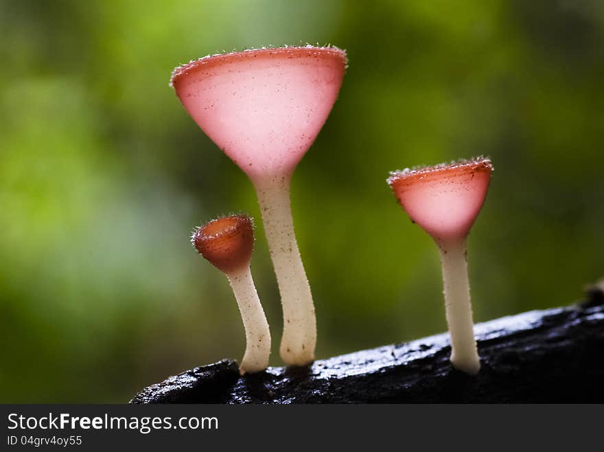 A group of red cup-like shaped mushrooms growing out of the timber (Cookeina suleipes (Berk.) Saee.). A group of red cup-like shaped mushrooms growing out of the timber (Cookeina suleipes (Berk.) Saee.)