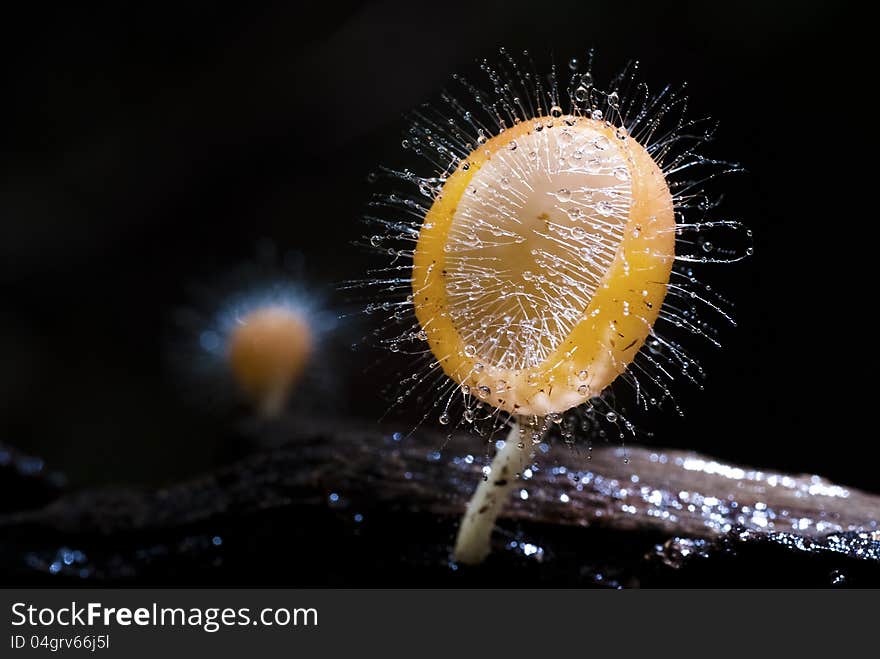 A yellow hairy mushroom growing out of the timber. A yellow hairy mushroom growing out of the timber