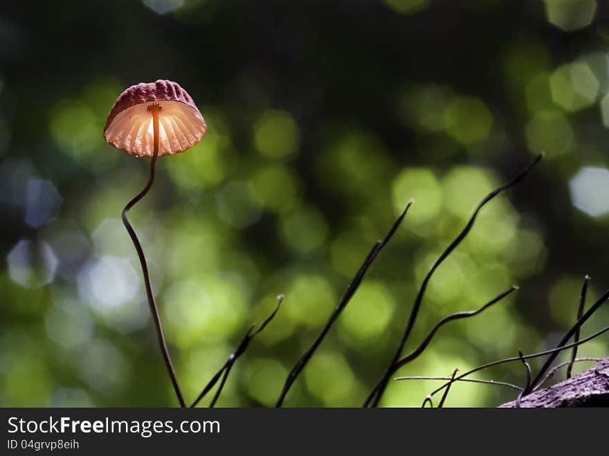 A single red mushroom growing out of the timber. A single red mushroom growing out of the timber