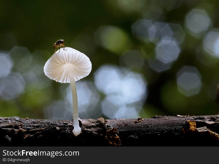 A single white mushroom growing out of the timber. A single white mushroom growing out of the timber