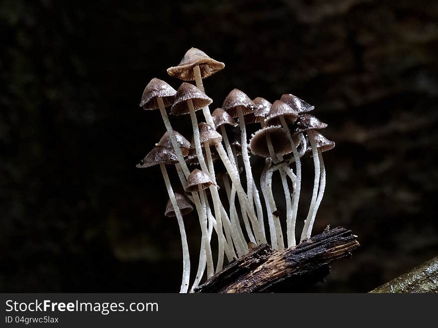 A group of mushrooms growing out of the timber. A group of mushrooms growing out of the timber