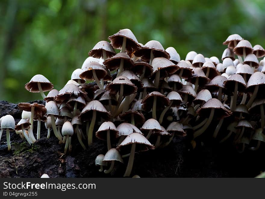 A group of mushrooms growing out of the timber. A group of mushrooms growing out of the timber