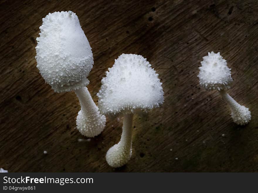 A group of white mushrooms growing out of the timber. A group of white mushrooms growing out of the timber