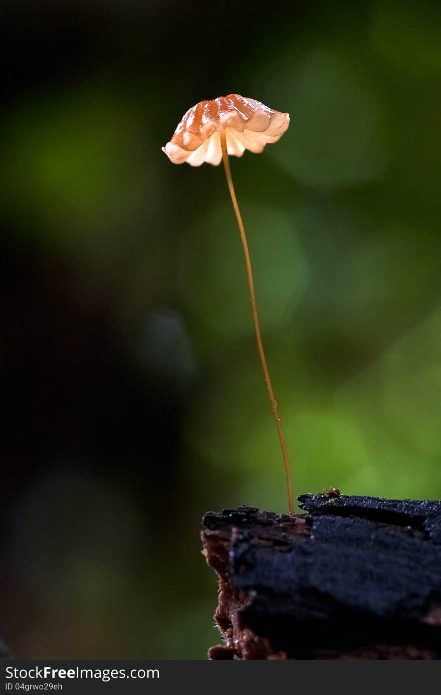 A single red mushroom growing out of the timber. A single red mushroom growing out of the timber