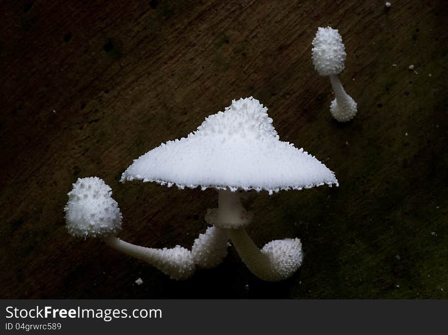 A group of white mushrooms growing out of the timber. A group of white mushrooms growing out of the timber