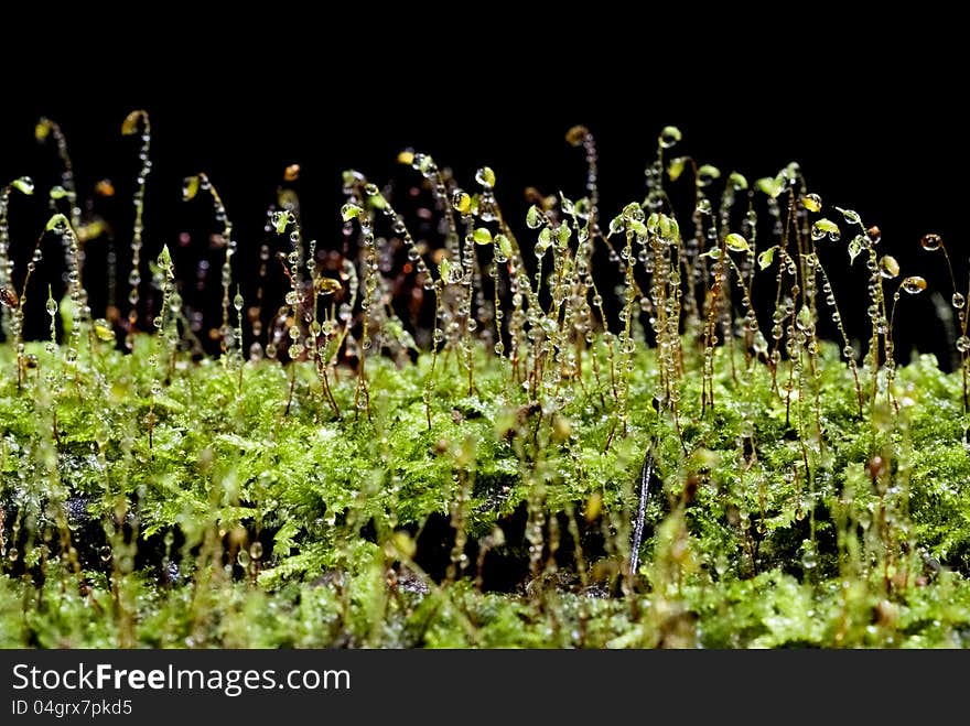 Moss growing in the forest sparkled with raindrops. Moss growing in the forest sparkled with raindrops