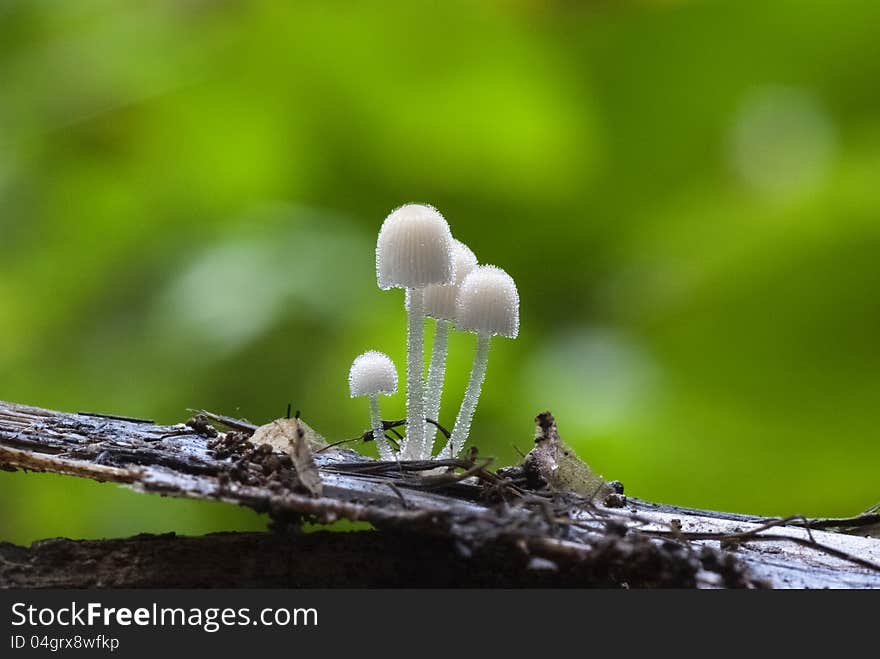 A group of white mushrooms growing out of the timber. A group of white mushrooms growing out of the timber