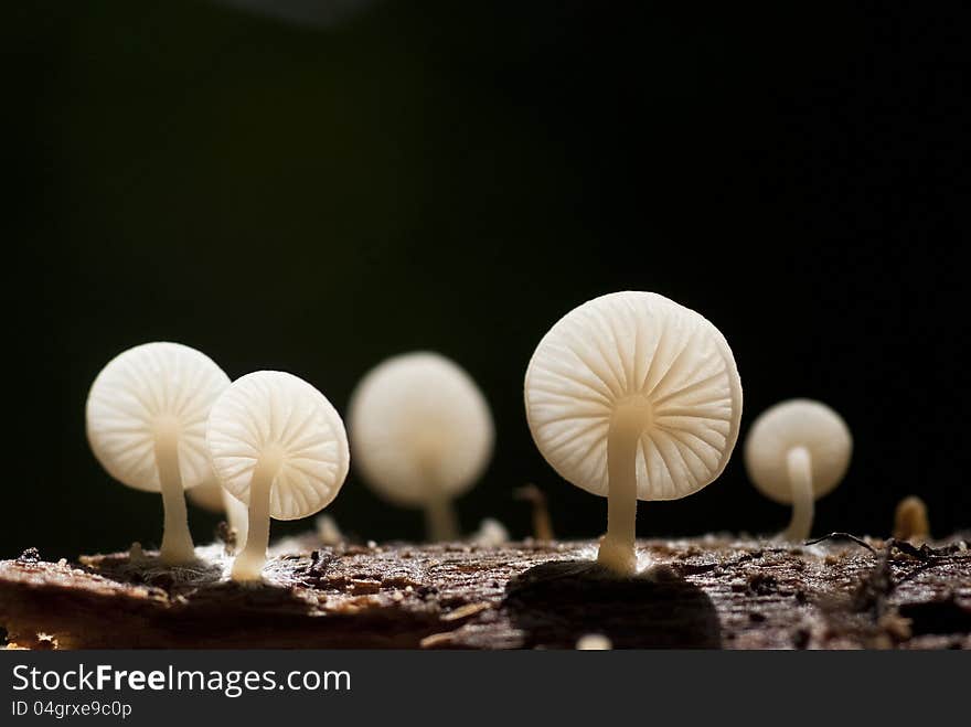 A group of white mushrooms growing out of the timber. A group of white mushrooms growing out of the timber