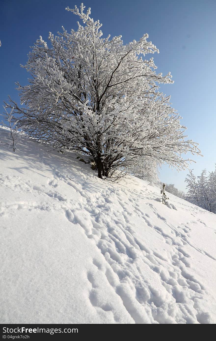 Winter Landscape Of A Tree