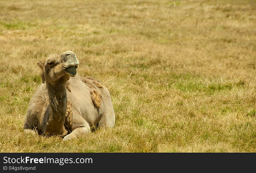 Camel sun baking in the sun looking up