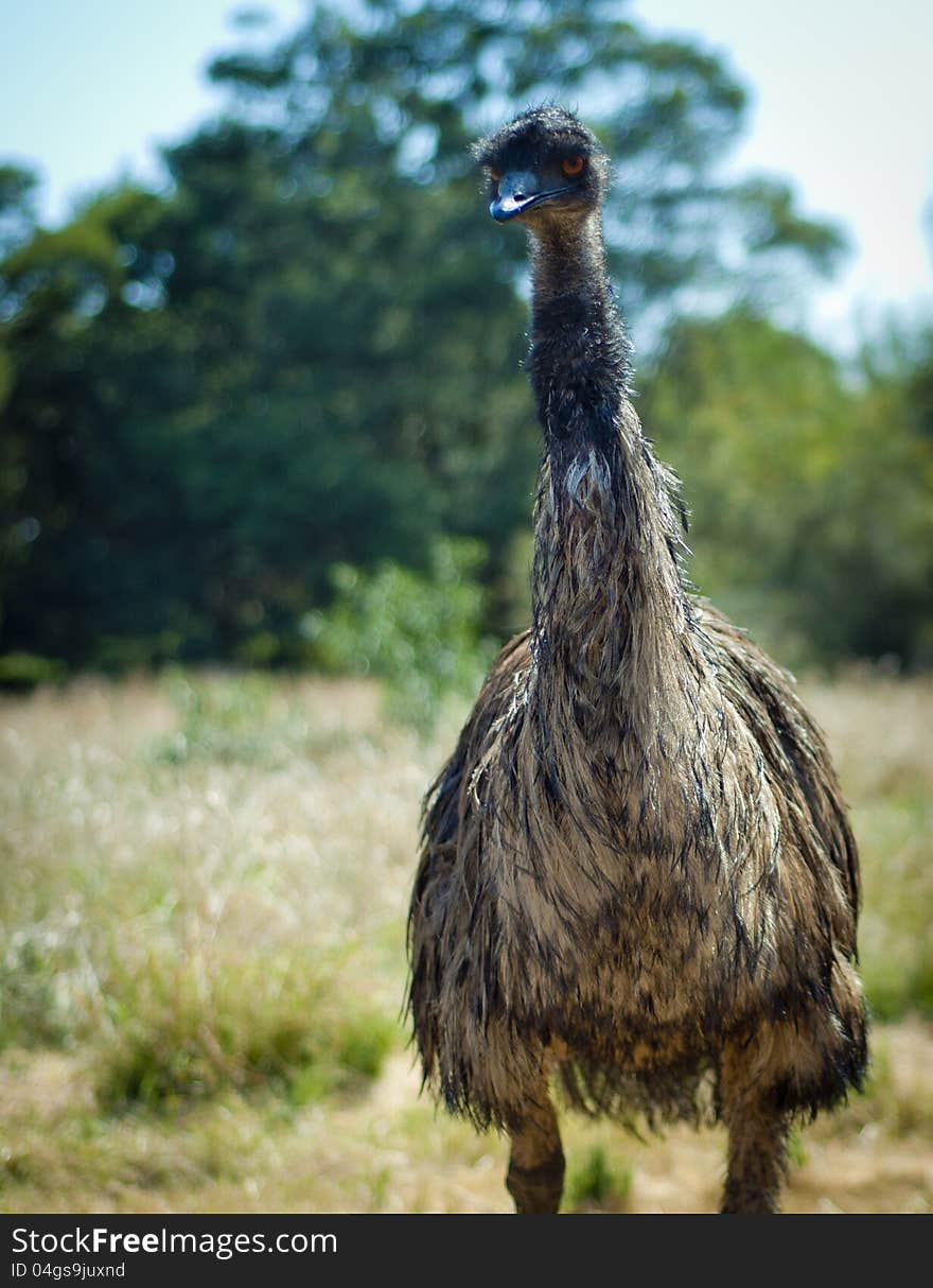 Australian Emu standing tall in front of the camera