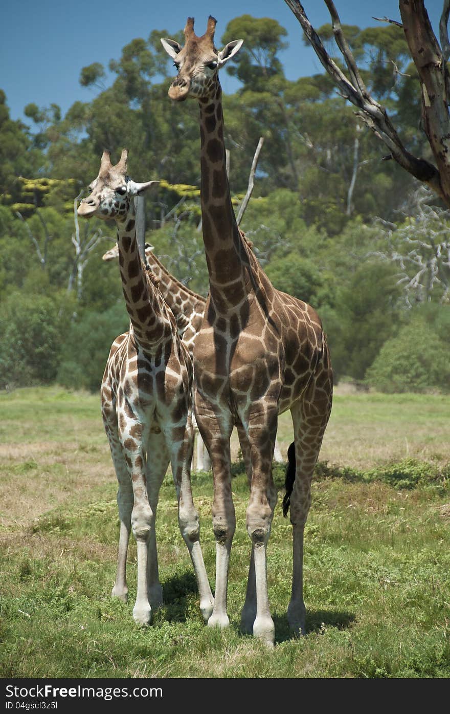 Two Giraffes standing tall and looking out over the surrounding fields and scrub-land. Two Giraffes standing tall and looking out over the surrounding fields and scrub-land