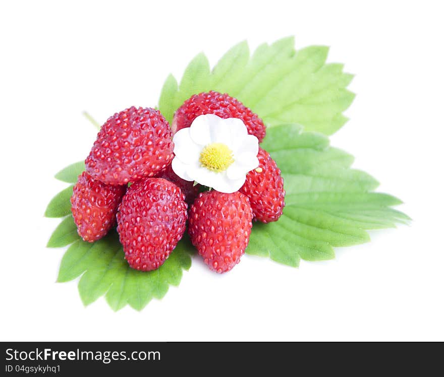 Wild Strawberries