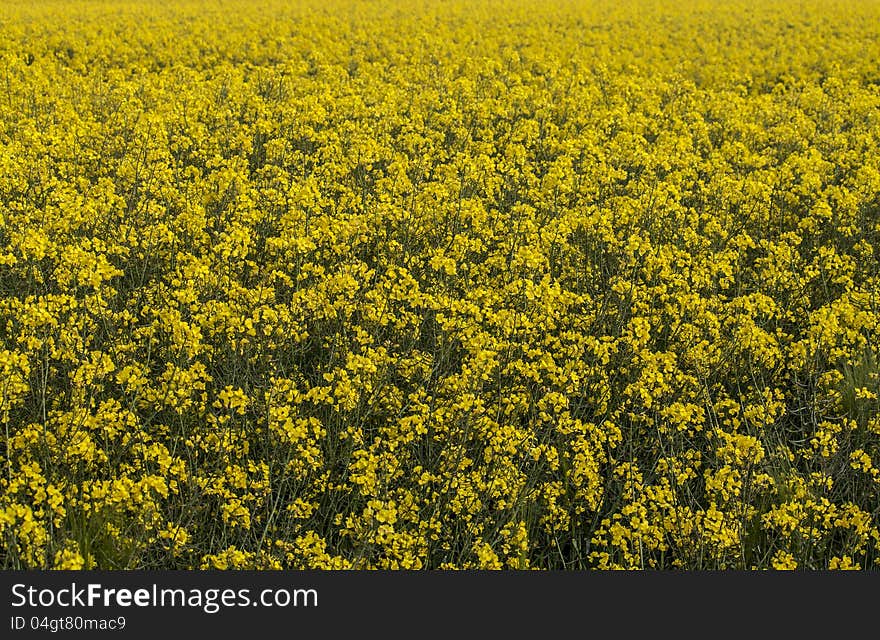 Rapeseed Field